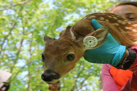 Researcher holding a fawn with a research ear tag.