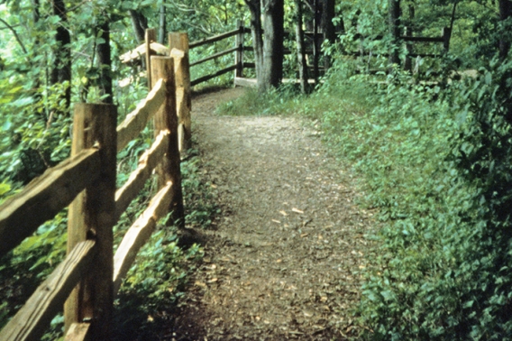 Trail in forest