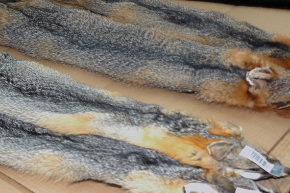 Fox fur pelts tagged and outstretched on a display table.