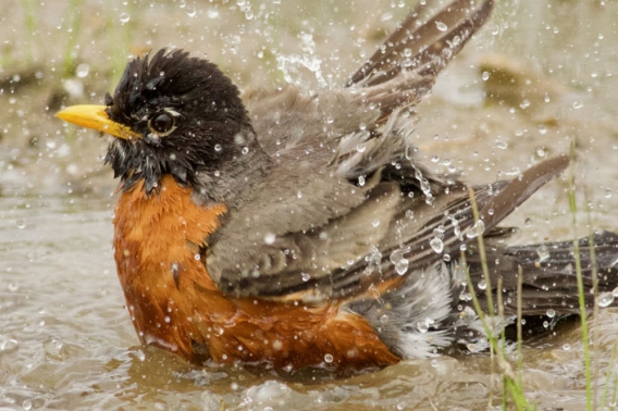 American robin bathing in water.