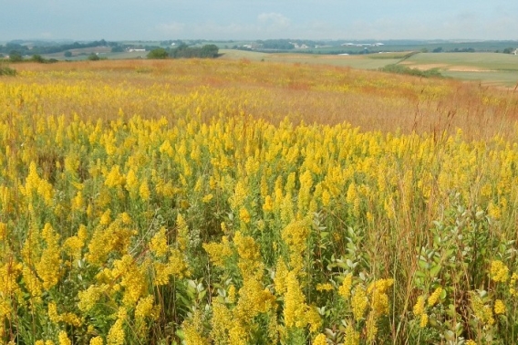 Panoramic view of Empire Prairie