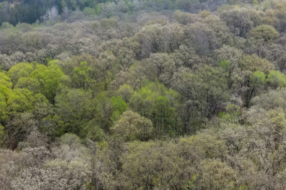 Aerial view of trees greening up in the spring in Cross Plains Wisconsin