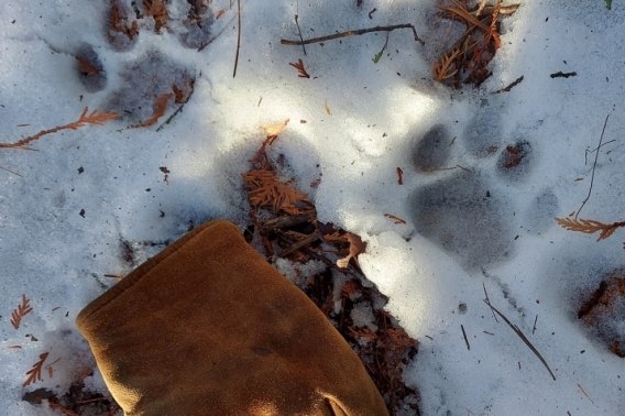 Two cougar tracks in snow with glove for scale