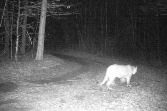 Cougar walking on dirt pathway at night