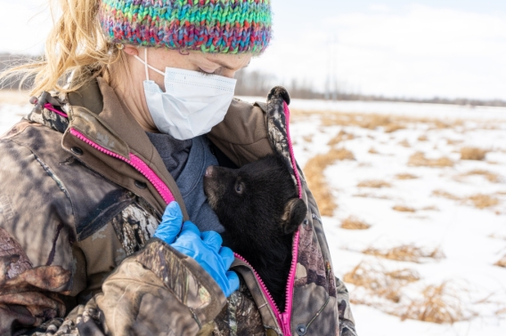 A researcher looks down at a black bear cub tucked in her coat to keep warm, with a snowy marsh in the background.