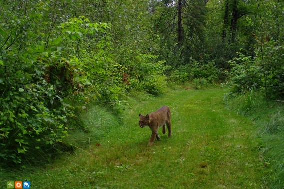 A bobcat walks down a path through a lush green forest