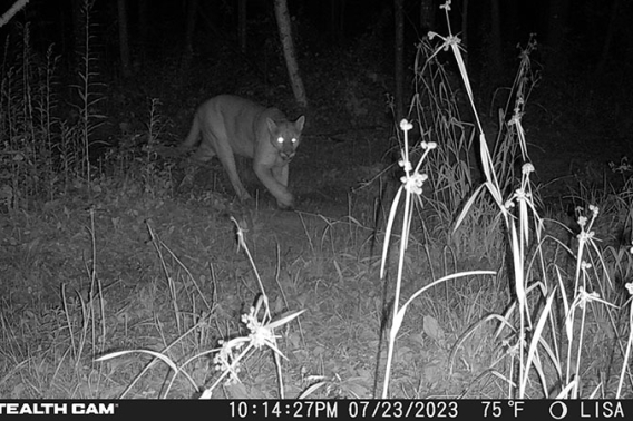 Cougar Sighting on July 23, 2023