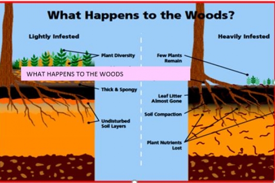 Jumping worm effects on the woods