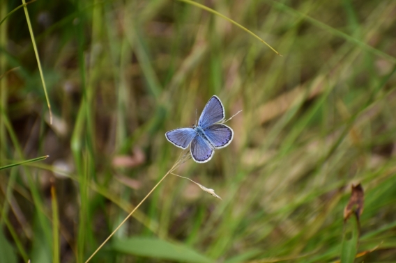 Karner blue butterfly