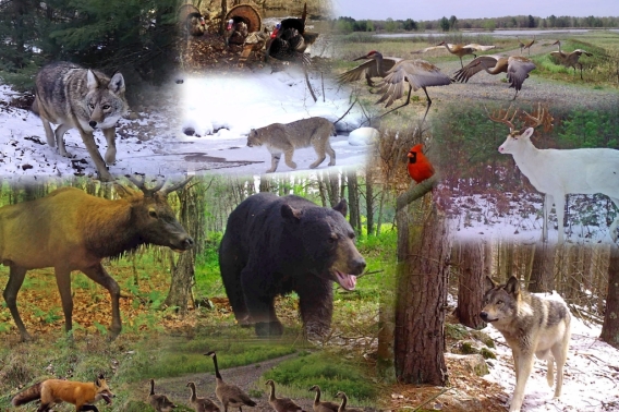 An image of a digital dry brush collage of animal images. Features two wolves, a bobcat, elk, deer, bear and birds in their habitat.