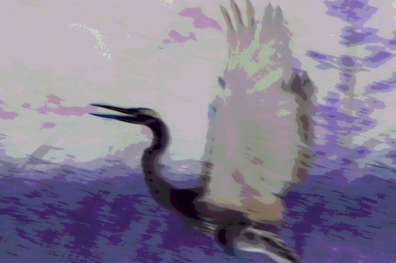 An image of a edited photo of a blue heron taking flight. 