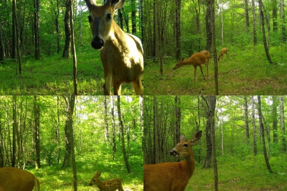 Snapshot Camera Deer