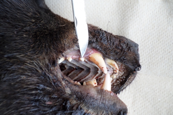 bear tooth removal 1