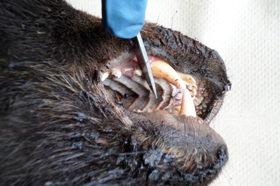 bear tooth removal 2