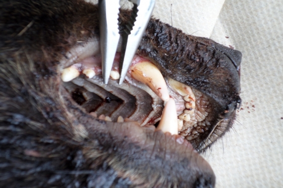 bear tooth removal 4