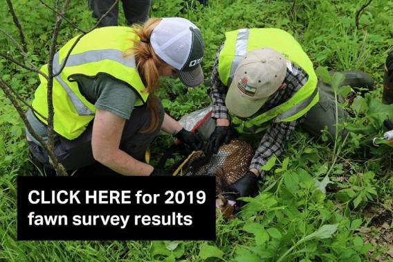 Click here for Fawn Survey Results