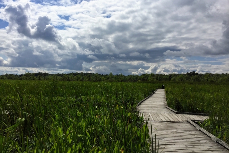 The Black River Marsh accessible boardwalk and trail at Kohler-Andrae State Park surrounded by vibrant green wetland plants on a sunny day.