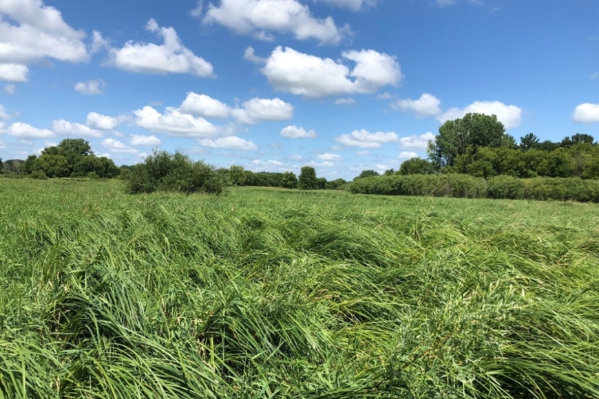 A grassy field on a sunny day with the Deansville Wildlife Area