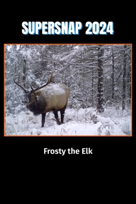 Trail camera photo of an elk in the snow