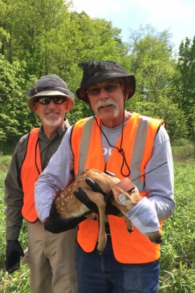 Tim Sullivan's photo submission of two volunteers holding a fawn