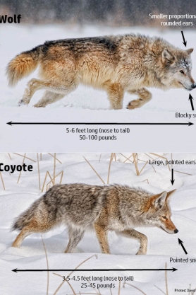 Wolf/coyote comparison