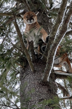 treed cougar