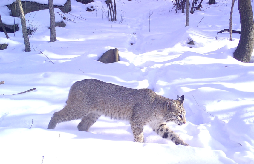 A bobcat walks through a snowy forest.