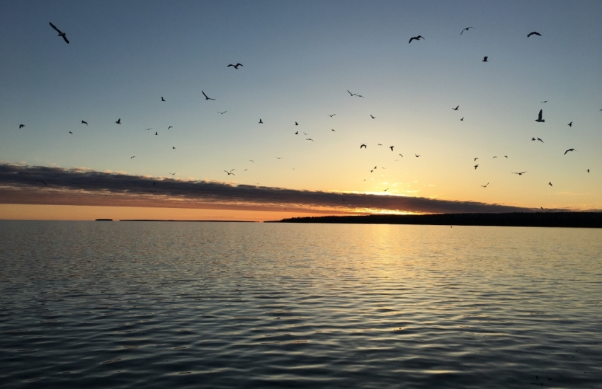 Gulls flying over Lake Superior as the sun sets. 