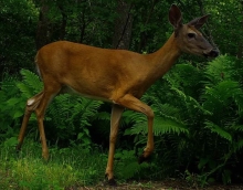 A deer with a reddish-brown coat walks in front of green foliage.