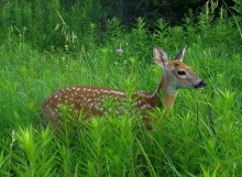 A spotted fawn stands amidst the tall green brush.