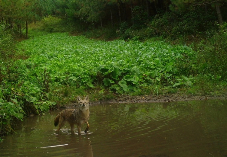 A coyote wades through the shallows of a pond surrounded by greenery.