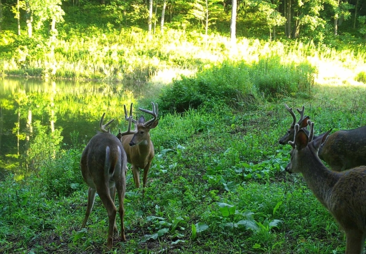 A group of bucks in a forest clearing.
