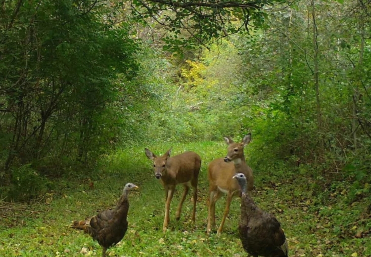 Two deer meet up with two turkeys on a wooded trail in Iowa County.
