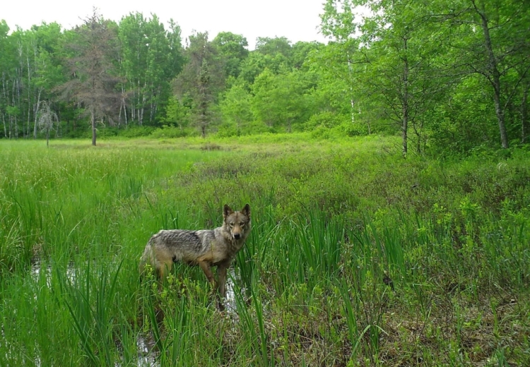 A gray wolf standing in springtime wetlands.