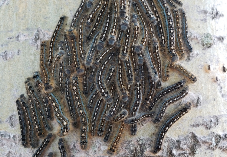 Forest tent caterpillars. 