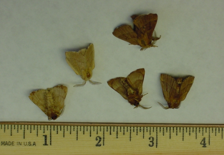 Gypsy moth adults, shown with a ruler for scale. 