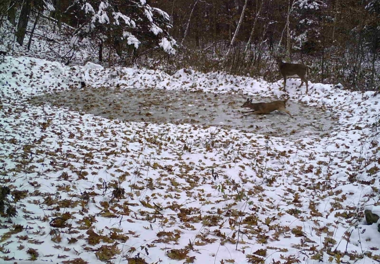 A doe slips on a frozen pond while another doe watches.