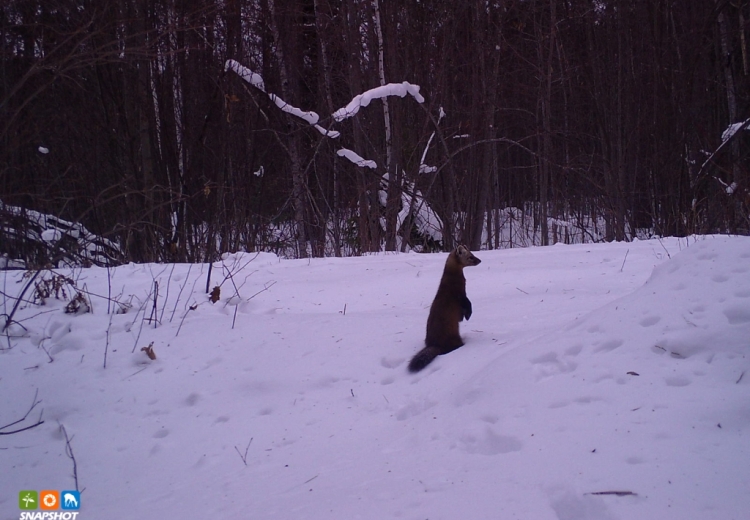 A marten perches in the snow and looks to the right.