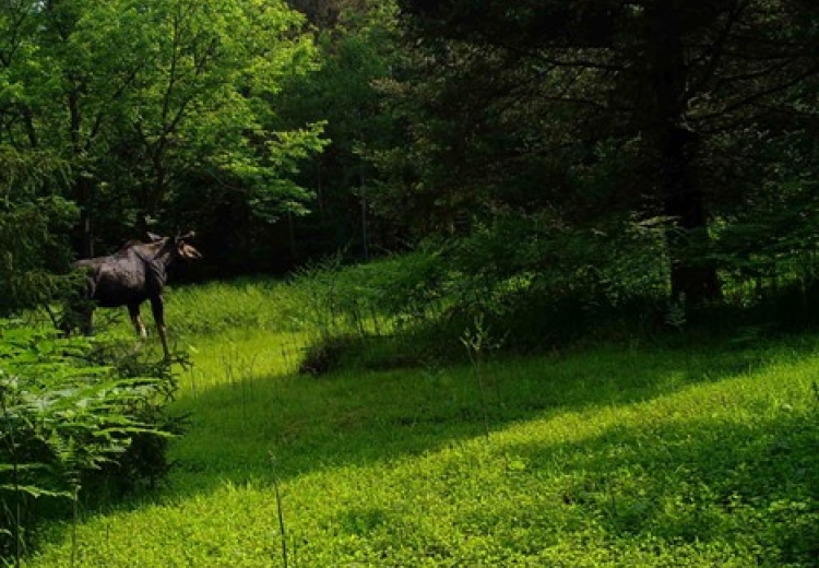 A moose walks through a green forest in Wisconsin, captured by a trail camera.