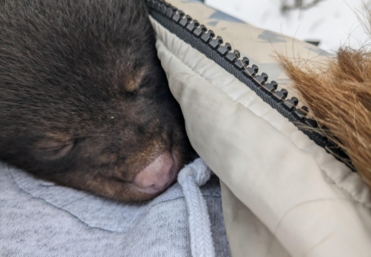 A bear cub sleeps soundly inside a volunteer's beige parka. 