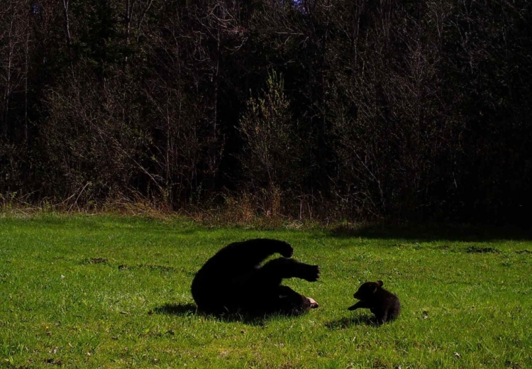 A bear cub and its mother roll in green spring grass