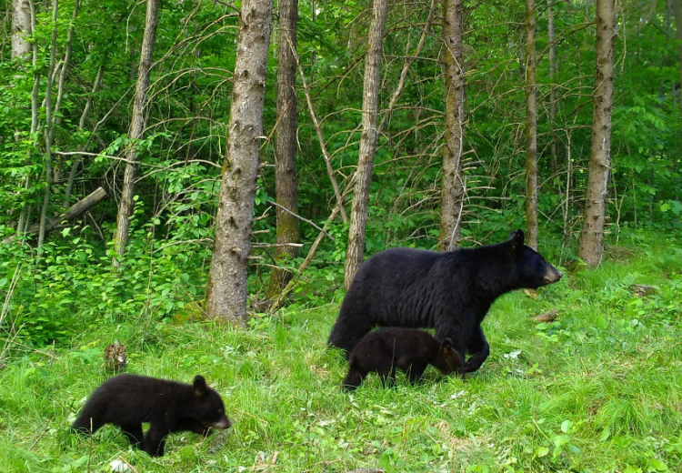 A mother black bear walks through the woods with her two cubs in tow.