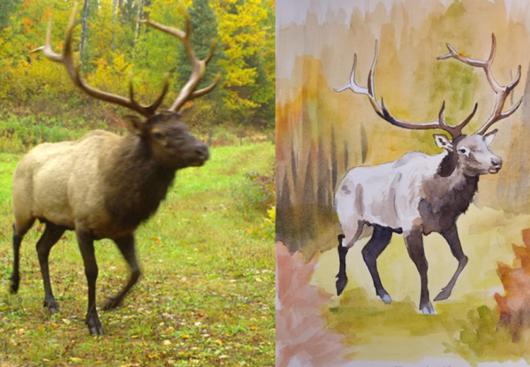 A side-by-side comparison with a Elk photo in the forest and a watercolor art piece created by Jennifer Summers with an Elk in the forest.