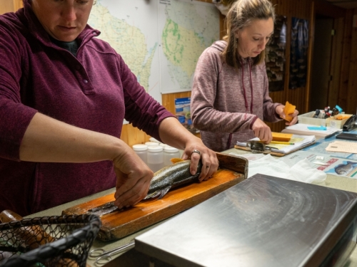 One researcher in the foreground measures a large walleye fish for length, while another researcher writes down the measurements on a clipboard.