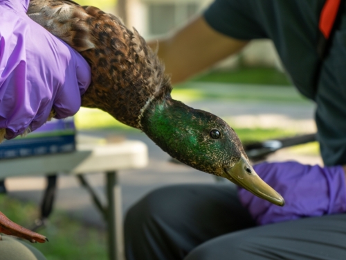 A mallard drake with brilliant green plumage is being held by researchers' gloved hands.