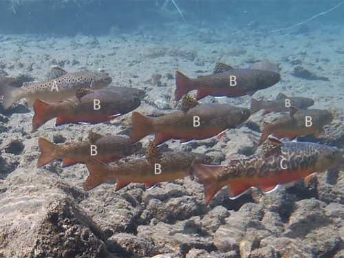 School of brook trout with a single brown trout and hybrid tiger trout.