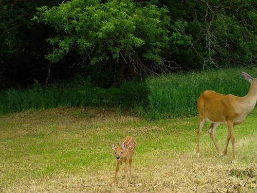Snapshot image of a doe and a fawn
