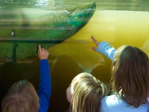 Children pointing and observing a large fish in a fish tank.