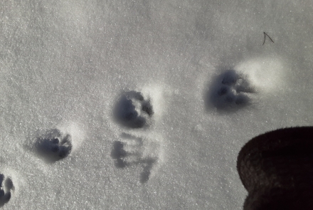 Cougar tracks in snow