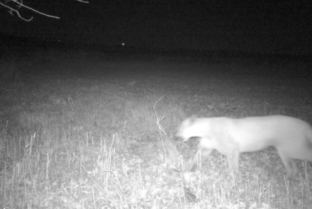 Cougar in Wood/Portage County 10/18/2021